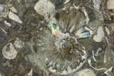 Iridescent, Fossil Ammonite (Scaphites) - South Dakota #137285-1